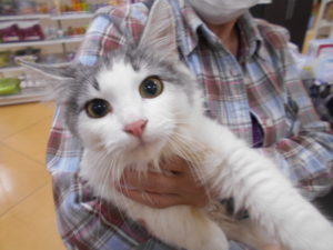 新しい家族が出来ました ノルウェージャンフォレストキャット さく サリー わんにゃんさとおや会 保護犬猫の里親募集 譲渡会開催中