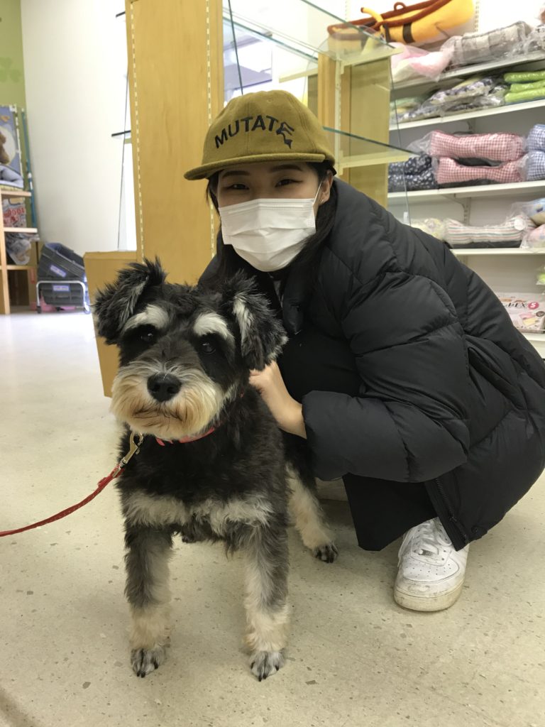新しい家族が出来ました ミニチュアシュナウザー ちょこも リヒト わんにゃんさとおや会 保護犬猫の里親募集 譲渡会開催中