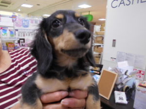 新しい家族が出来ました ミニチュアダックスフンド ちょろ わんにゃんさとおや会 保護犬猫の里親募集 譲渡会開催中