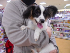 新しい家族が出来ました パピヨン よしゅあ パピー わんにゃんさとおや会 保護犬猫の里親募集 譲渡会開催中