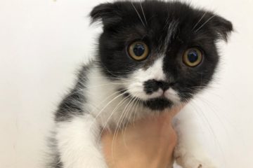 里親様募集中 わんにゃんさとおや会 保護犬猫の里親募集 譲渡会開催中 パート 17 里親様募集中 わんにゃんさとおや会 保護犬猫の里親募集 譲渡会開催中 パート 17