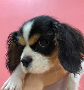 里親様募集中 キャバリアキングチャールズスパニエル むに わんにゃんさとおや会 保護犬猫の里親募集 譲渡会開催中