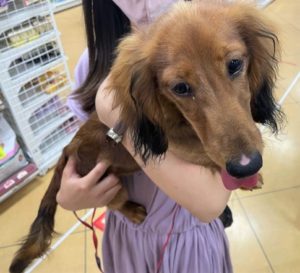 名古屋 愛知 新潟 東京 群馬 三重 岐阜 静岡 埼玉 神奈川 千葉 茨城 山梨 奈良 大阪 滋賀 京都 長野 福島 山形 栃木 兵庫 犬 猫 わんにゃんさとおや会 保護犬猫の里親募集 譲渡会開催中