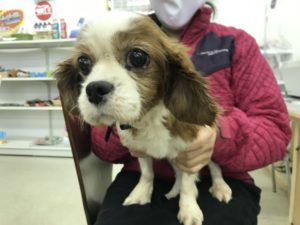 新しい家族が決まりました 271 キャバリアキングチャールズスパニエル ショコラ わんにゃんさとおや会 保護犬猫の里親募集 譲渡会開催中