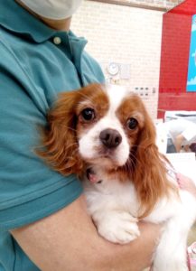 新しい家族が決まりました 414 キャバリア みみ わんにゃんさとおや会 保護犬猫の里親募集 譲渡会開催中