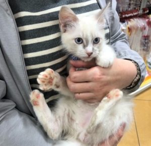 新しい家族が決まりました 431 ラグドール そら わんにゃんさとおや会 保護犬猫の里親募集 譲渡会開催中