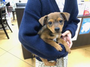 新しい家族が決まりました 473 チワピン ﾁﾜﾜ ﾐﾆﾁｭｱﾋﾟﾝｼｬｰ カゲチヨ わんにゃんさとおや会 保護犬猫の里親募集 譲渡会開催中