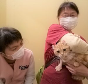 新しい家族が決まりました！（【395】アメリカンカール：イモート 