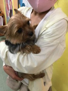 新しい家族が決まりました 477 ヨークシャーテリア ラム わんにゃんさとおや会 保護犬猫の里親募集 譲渡会開催中