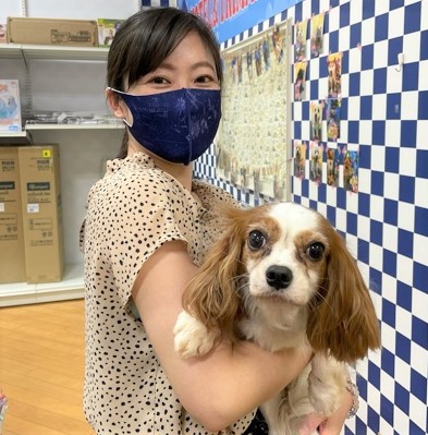 新しい家族が決まりました 794 キャバリア キング チャールズ スパニエル ルーシー わんにゃんさとおや会 保護犬猫の里親募集 譲渡会開催中