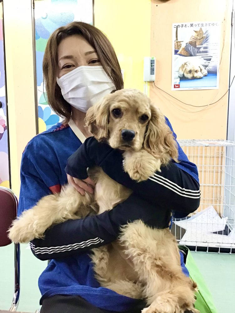 新しい家族が決まりました 9 アメリカン コッカー スパニエル コニー わんにゃんさとおや会 保護犬猫の里親募集 譲渡会開催中