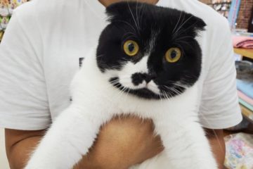 上越 わんにゃんさとおや会 保護犬猫の里親募集 譲渡会開催中