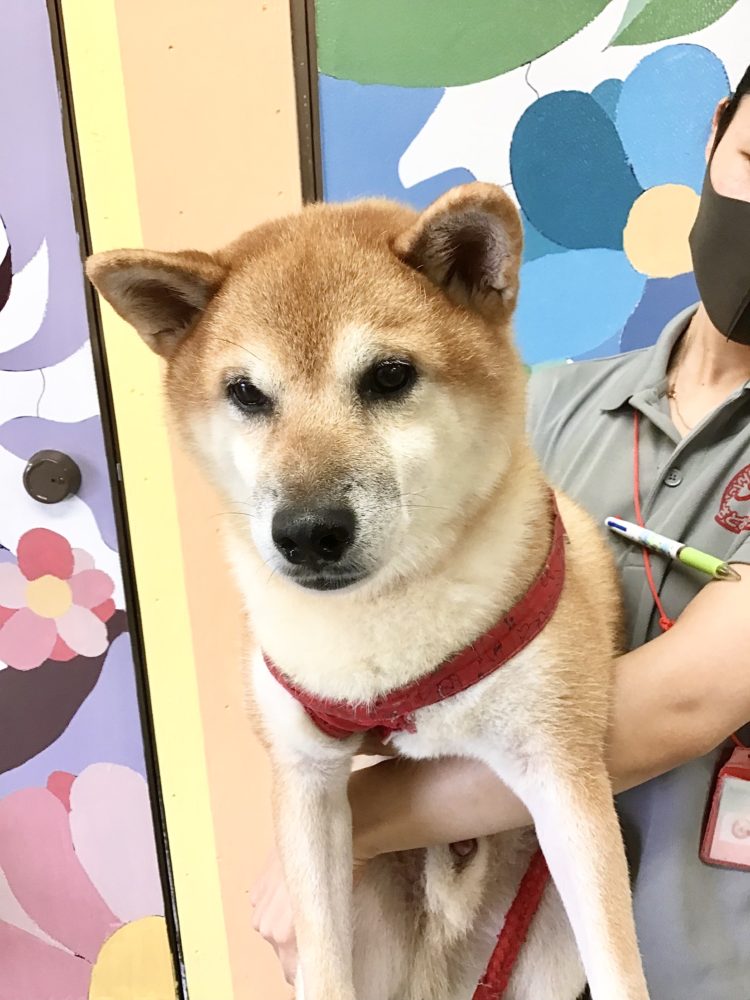 柴犬ラッキー様 Www Khaskhabarchhattisgarh Com