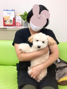 新しい家族が決まりました 1112 マルプー マルチーズ トイプードル パル わんにゃんさとおや会 保護犬猫の里親募集 譲渡会開催中