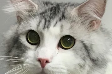 わんにゃんさとおや会 保護犬猫の里親募集・譲渡会開催中 わんにゃん