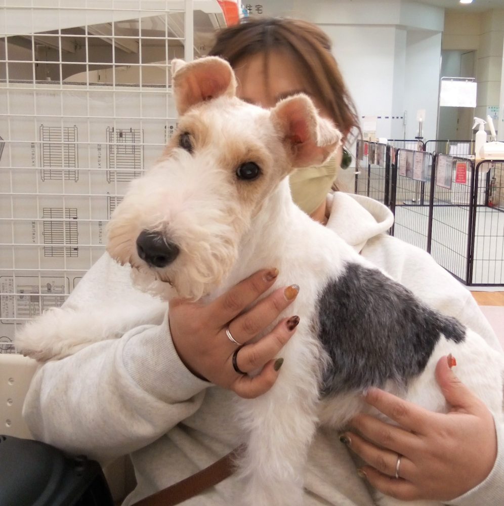 新しい家族が決まりました 992 ワイヤーフォックステリア ナッツ わんにゃんさとおや会 保護犬猫の里親募集 譲渡会開催中