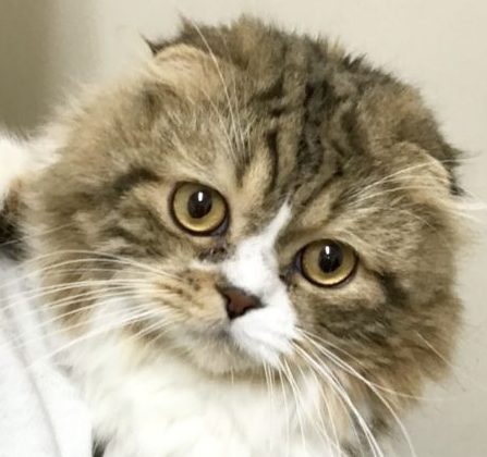 ファッションなデザイン 再入荷 可愛い動物達の里親募集中 ٩ ˊwˋ و おもちゃ 人形 Www Marinemastertrailers Com