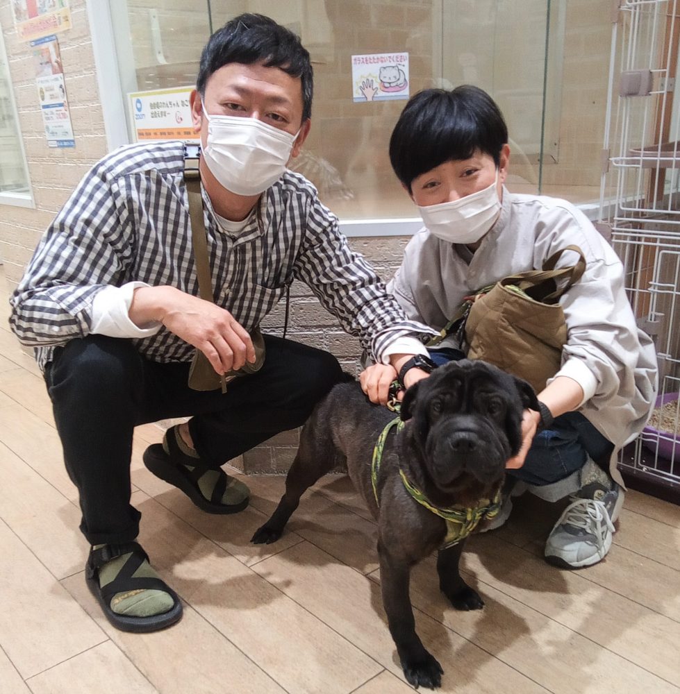 新しい家族が決まりました 1528 チャイニーズシャーペイ わさび わんにゃんさとおや会 保護犬猫の里親募集 譲渡会開催中 新しい家族が決まりました 1528 チャイニーズシャーペイ わさび わんにゃんさとおや会 保護犬猫の里親募集 譲渡会開催中