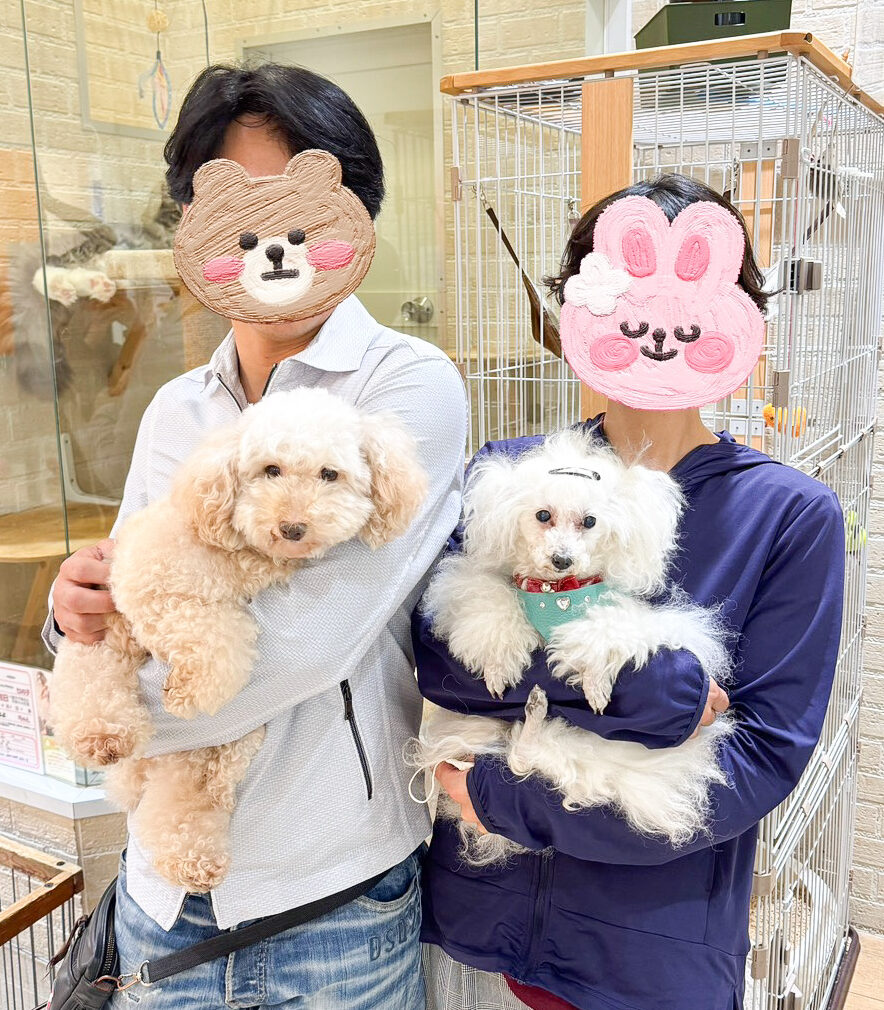 新しい家族が決まりました！（【3697】トイプードル：もも（旧名