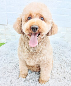 わんちゃん　パネル　里親募集中④　ハンドメイド　オーダー受付ページ 里親を待っているわんちゃん - わんにゃんさとおや会 保護犬猫の里親